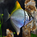 mopno