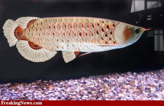 Arowana