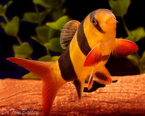 clown loach