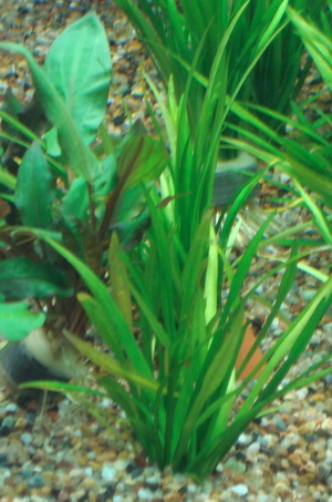 vallisneria
