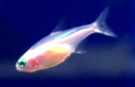 gold neon tetra