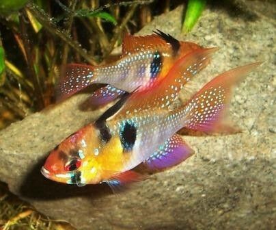 Dwarf Cichlids
