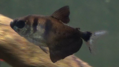 Boack Skirt Tetra