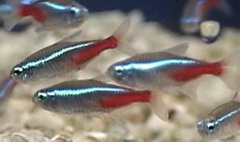 neon tetra