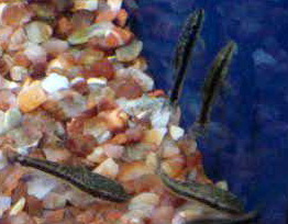 otocinclus affinis