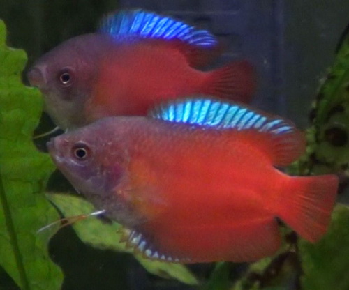 flame Gourami