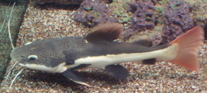Redtail Catfish