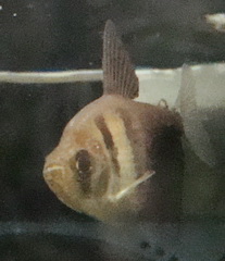 black skirt tetra