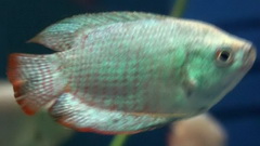 dwarf gourami