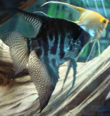 Black and Gold Angel together
