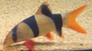 Oscar