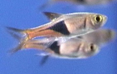 rasbora