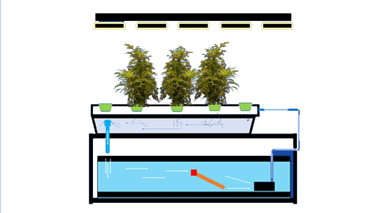 Aquaponics system