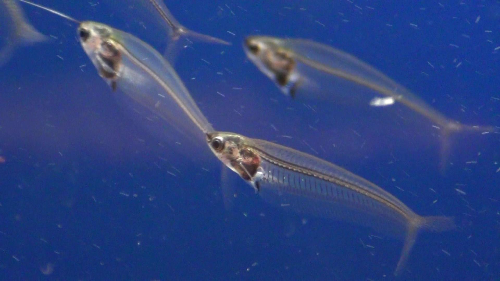 x-ray catfish