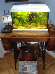 10 gallon aquarium