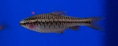Cherry Barb