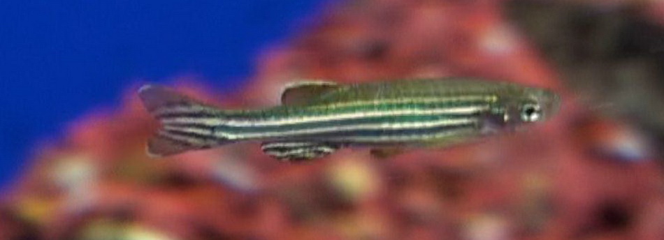 zebra danio