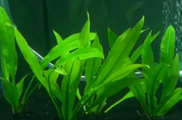 Amazon Sword