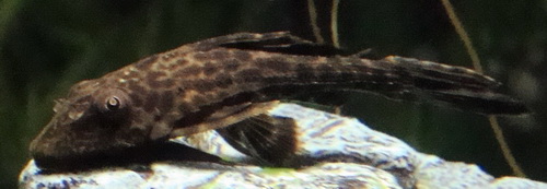 Plecostomus