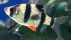 Puntius Tetrazoni - Tiger Barb