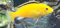 labidochromis