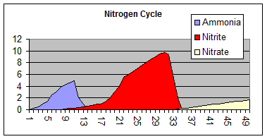 Nitrogen Cycle - Intermediate stage